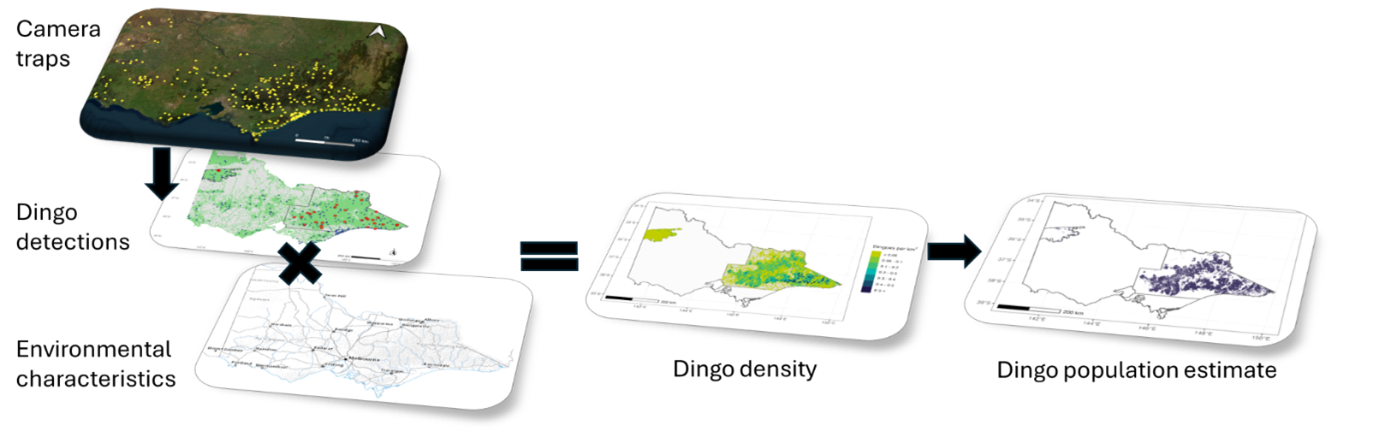 Schematic of the datasets used to estimate dingo population for Victoria. Camera traps are placed across Victorian public land, each camera captured detections or absence of detection. This is then linked to the environmental characteristics so that dingo density could be modelled more broadly. Dingo densities were applied across the public land area to estimate the dingo population