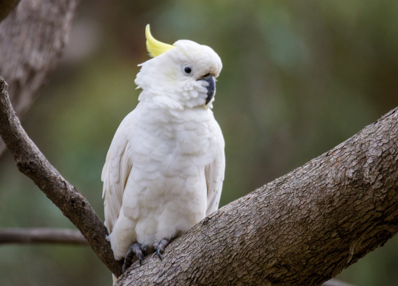 Sulfur-crested cockatoo in tree