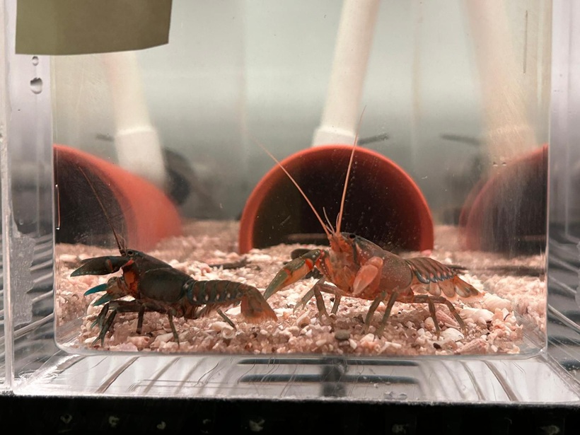 Gippsland Spiny Crayfish at Conservation Hatchery
