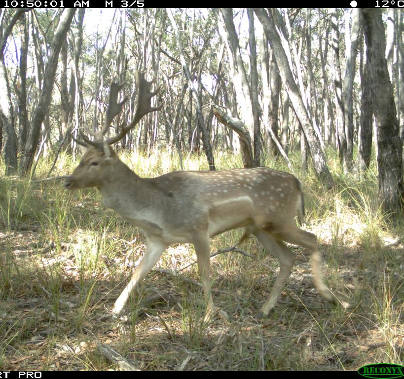 A deer photographed in the forest by survey cameras