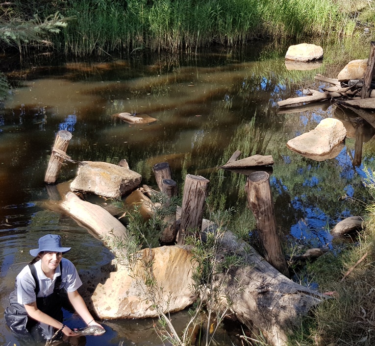 A Macquarie Perch in a habitat restoration site