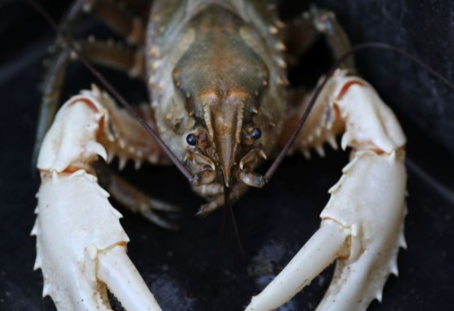 The Murray Crayfish