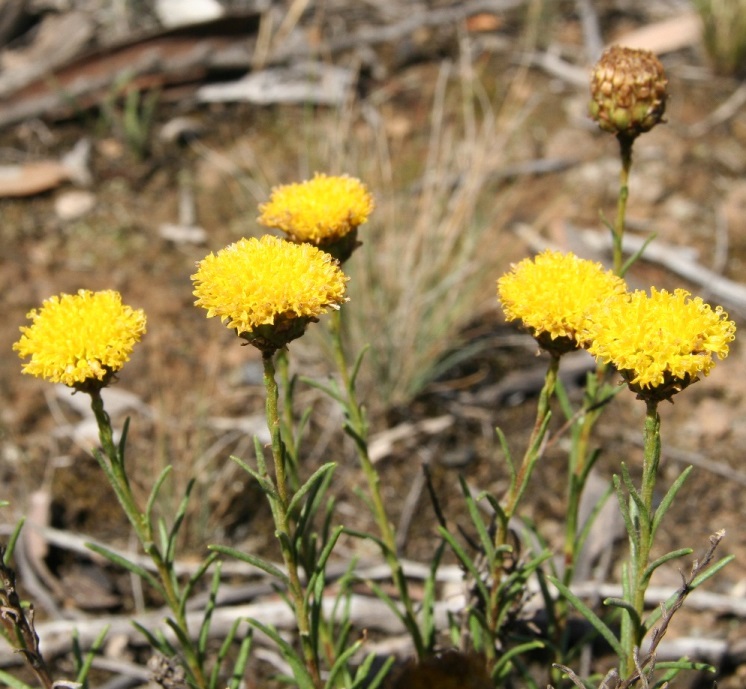 The threatened Button Wrinklewort