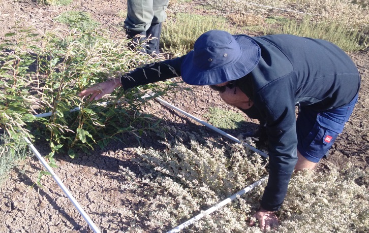 Monitoring vegetation using a quadrant for WetMAP