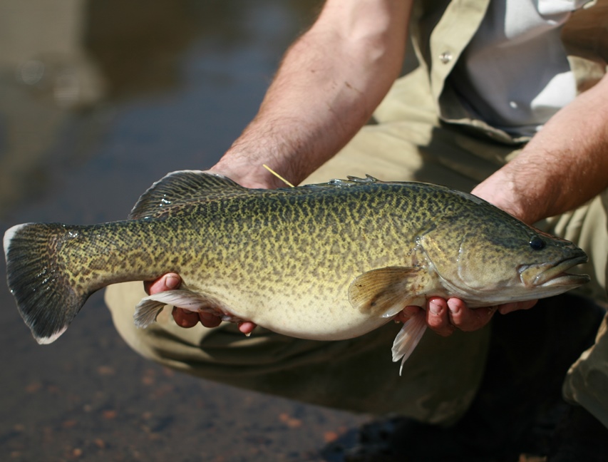 This Murray Cod has a T-Bar tag attached to its back for radio-tracking