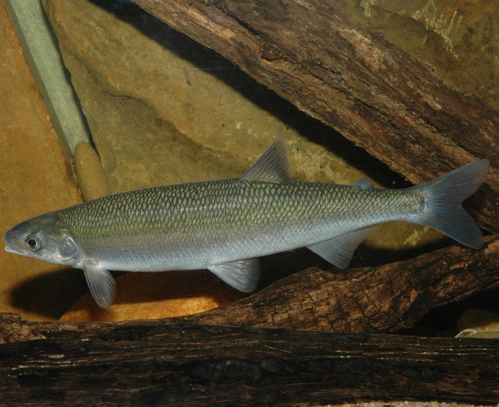 The Australian Grayling is threatened by instream barriers to migration and alterations to flow regimes