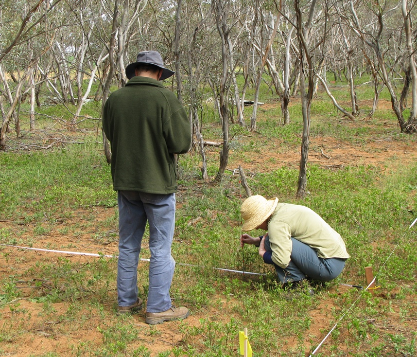 Testing the plant species cover and abundance component of the vegetation monitoring technique