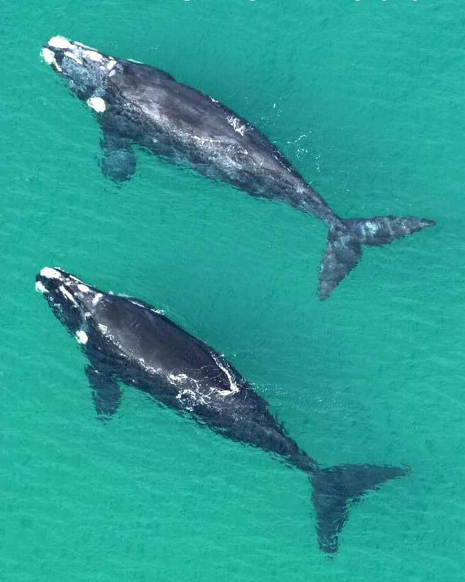 This image of two Southern Right Whales is included in a large catalogue containing thousands of images (photo: SEA SRW PIC)