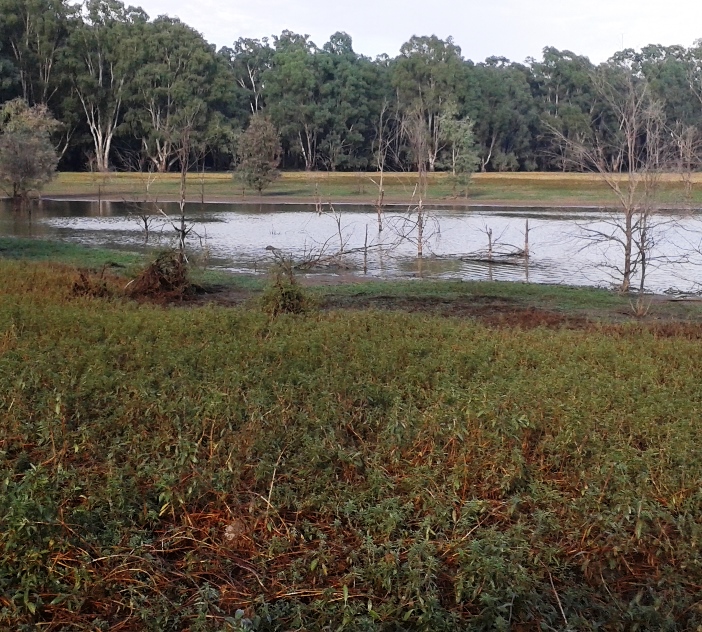 A lake in Barmah-Millewa Forest