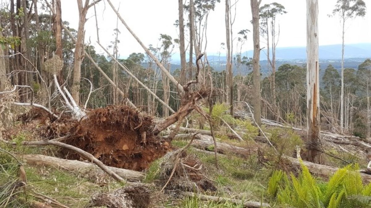 Uprooted tree from windthrow event in the Dandenong Ranges