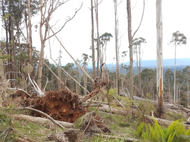 Fallen trees in a forest