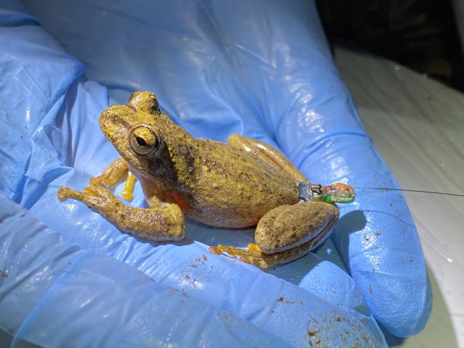 watsons tree frog with tracker