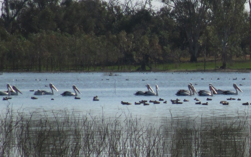 Pelicans at Hattah Lakes