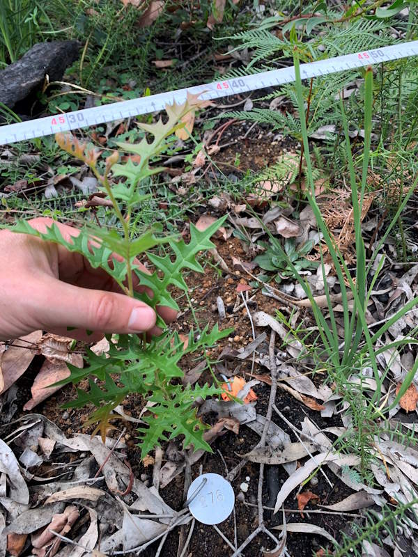 Measuring Mount Cole Grevillea seedling
