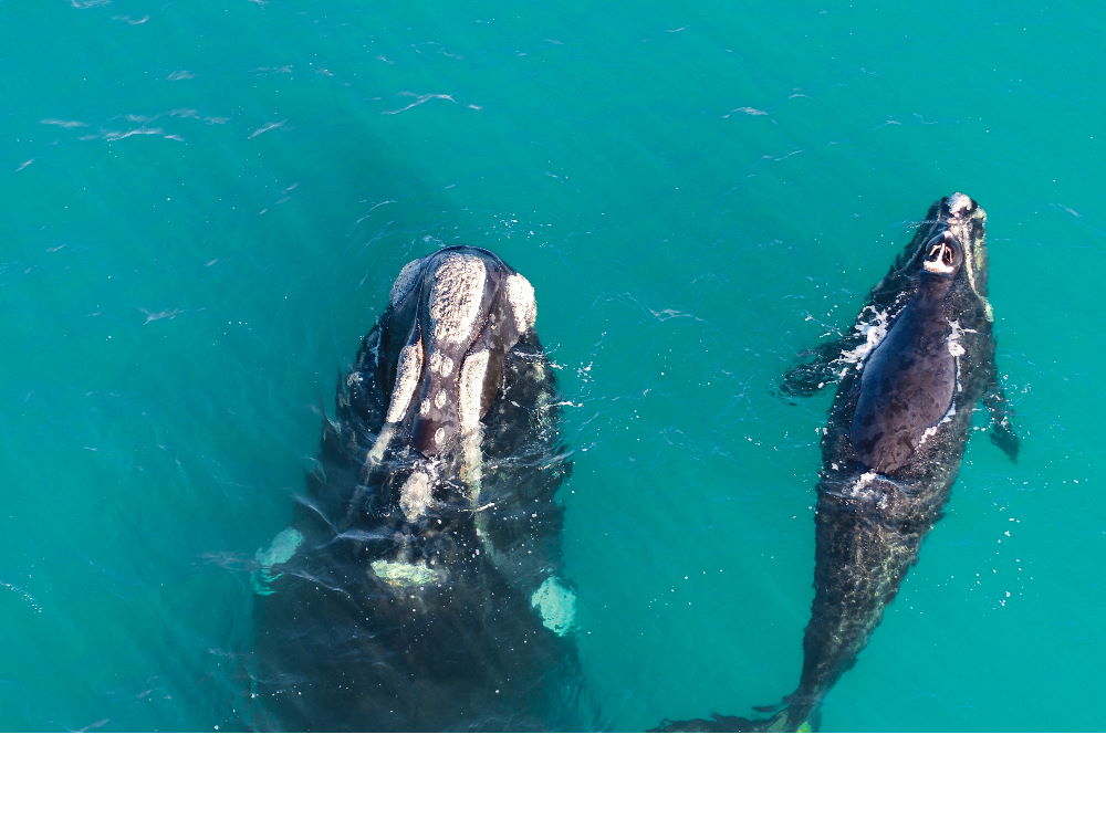 Drone image Southern Right Whale and calf