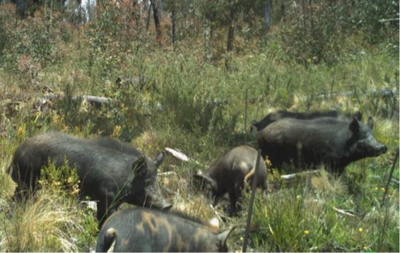 feral pigs photographed by camera trap