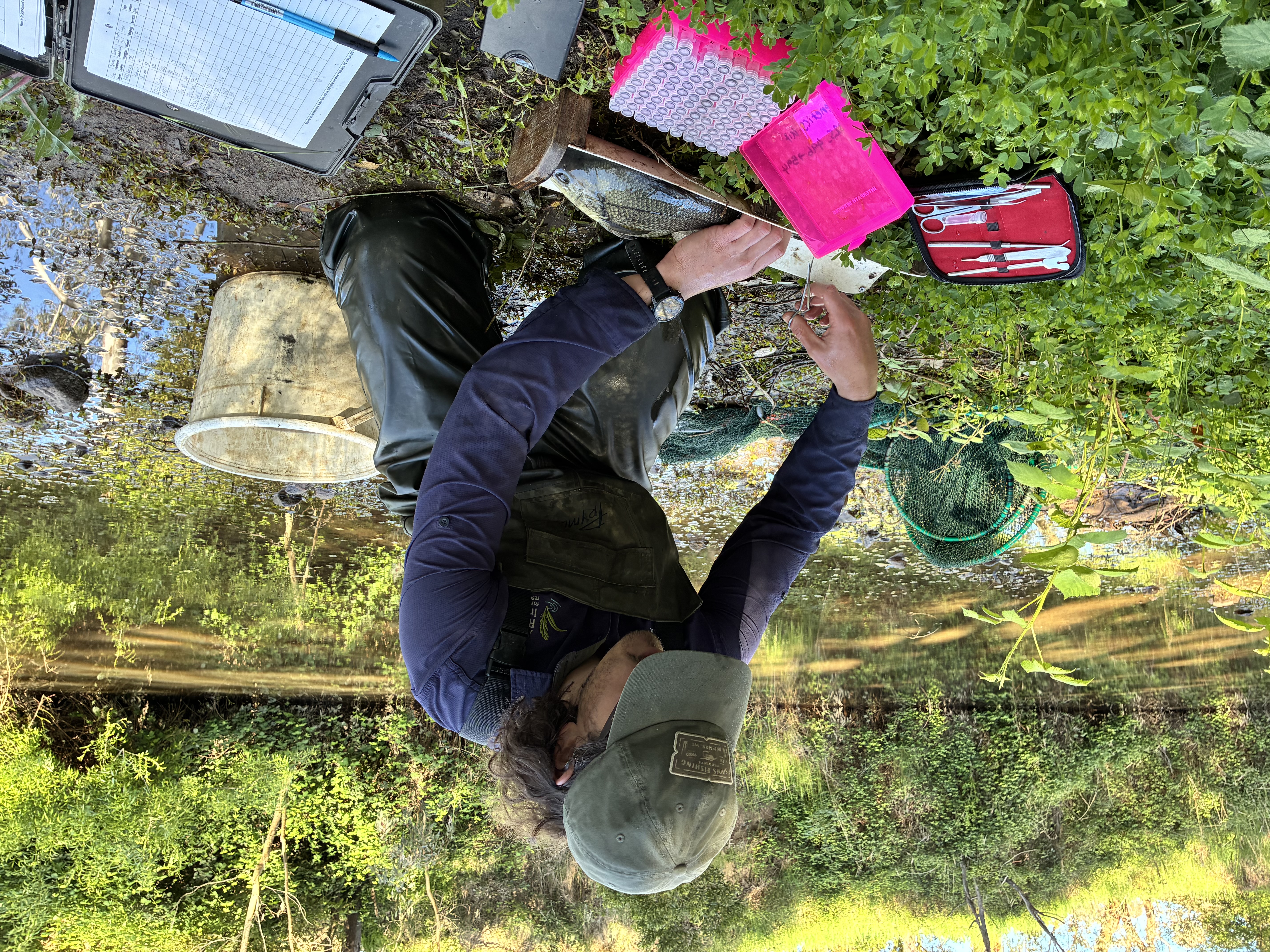 Collecting a Macquarie Perch fin clip in the field