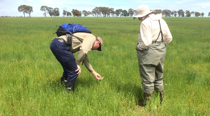 Researchers inspecting the condition of a wetlands