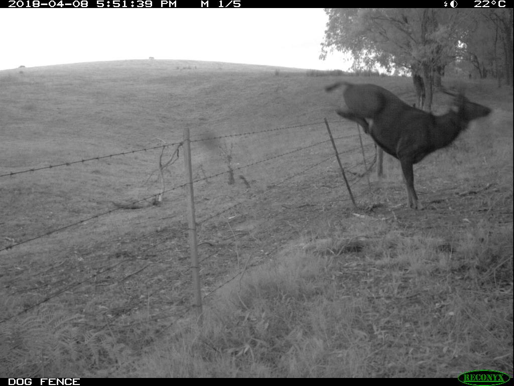 A deer jumping a paddock fence