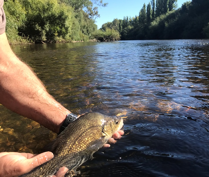 A Macquarie Perch being released into a river
