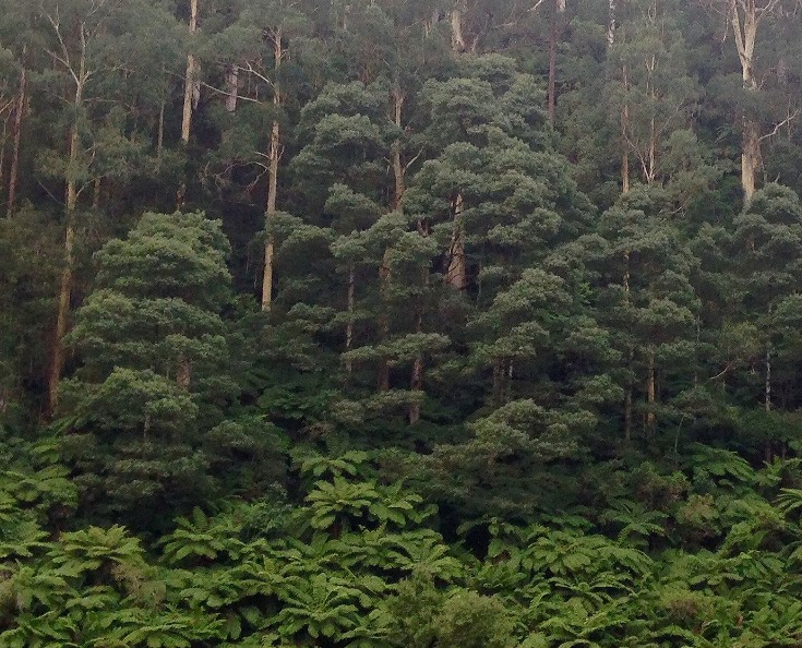 Wet forest in Victoria