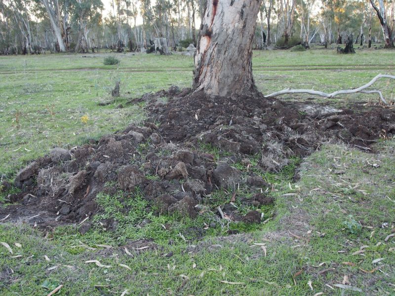 Pig damage at Gunbower National Park