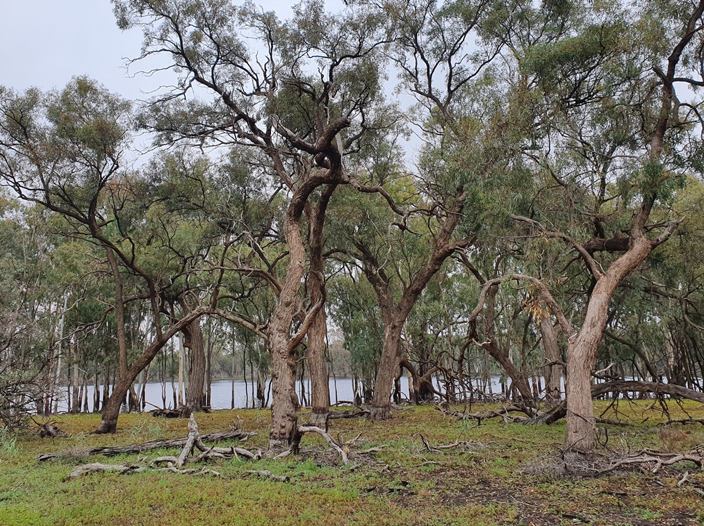 Restoring Black Box woodlands