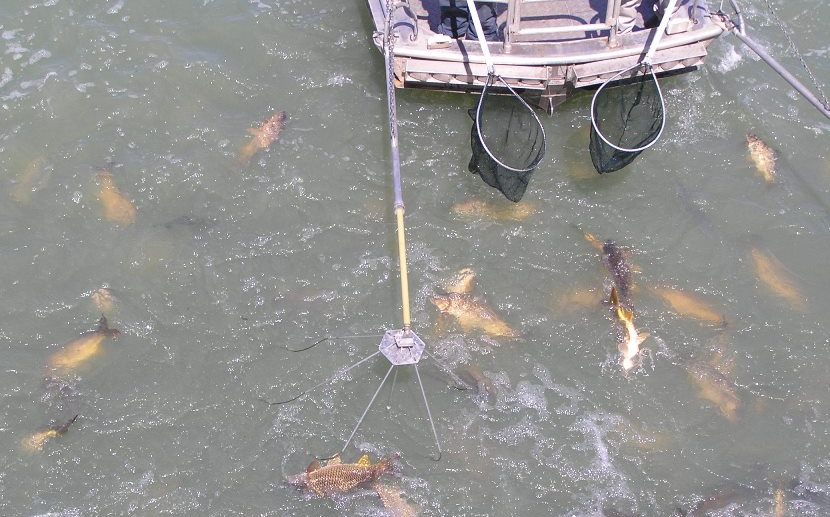 Electrofishing for carp - this method can be used to help estimate numbers