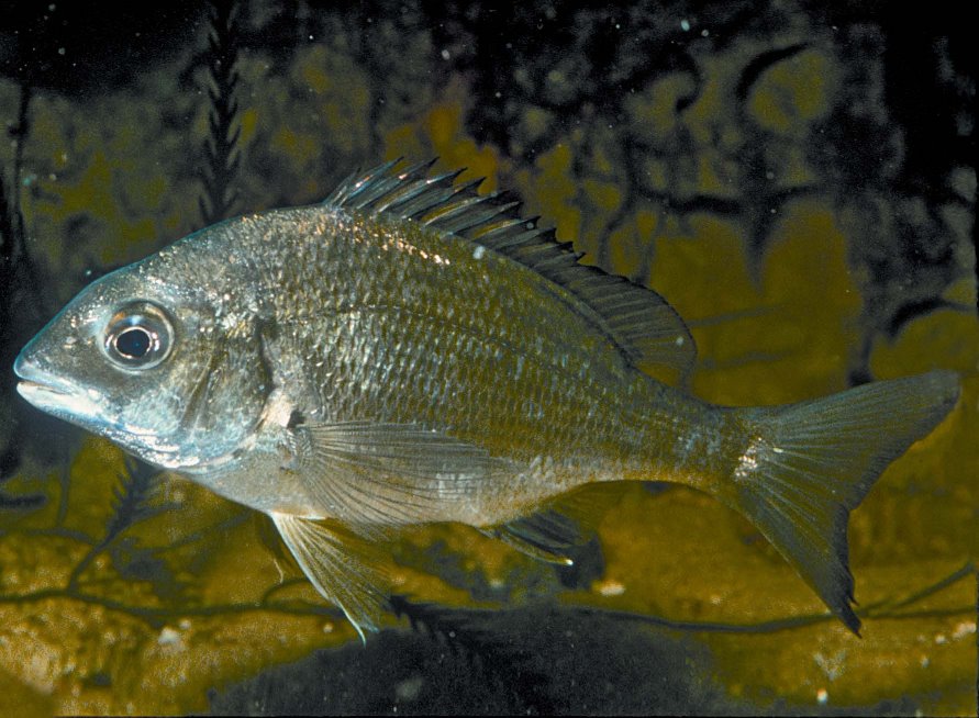 A Black Bream - an estuarine species found throughout coastal Victoria and a popular angling fish (Photo: Rudi Kuiter)