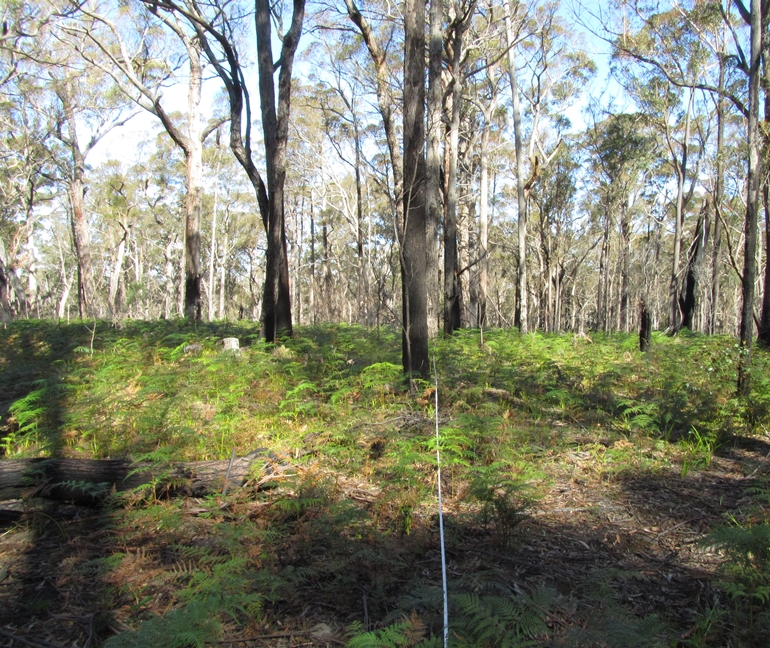 Lowland forest a few years after fire