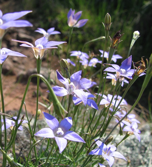 Native Bluebells (Wahlenbergia) are common in the rail reserves