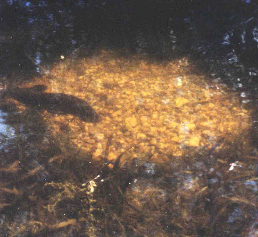 A circular nest of stones constructed by Freshwater Catfish during breeding