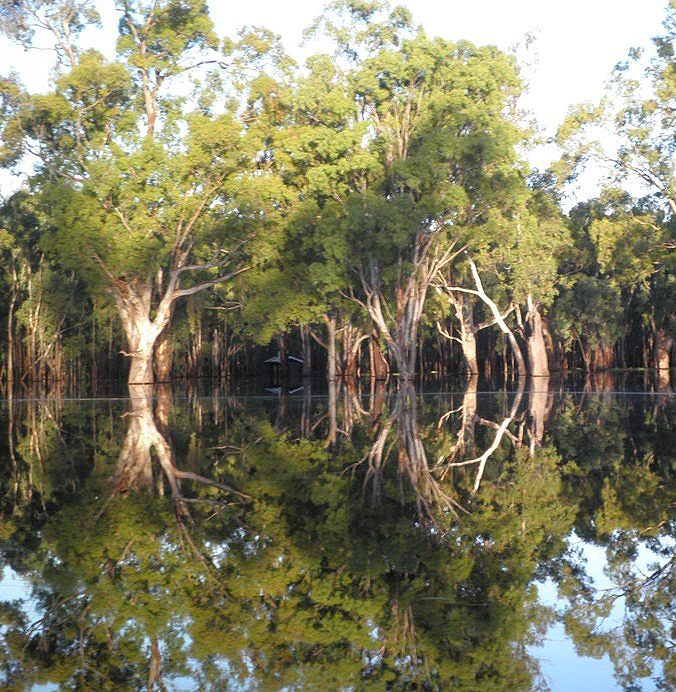 Inundated floodplain in the Barmah-Millewa Forest