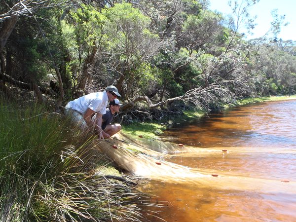 Estuarine fish sampling