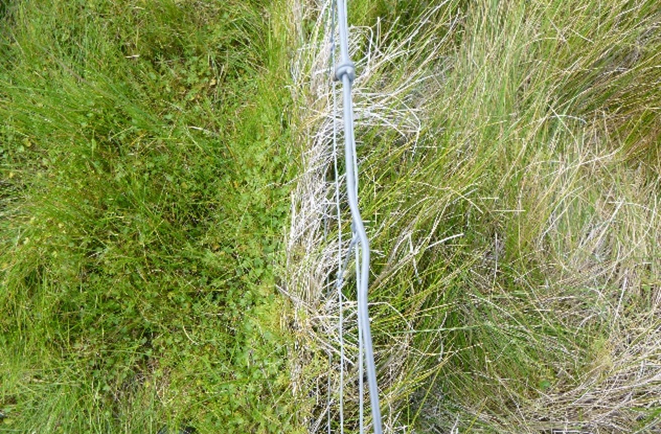 Variety of low growing herbs in the grazed plot (left of fence) and dominance of Glyceria australis (Australian Sweet-grass) and high leaf litter in the livestock exclusion plot (right of fence). 