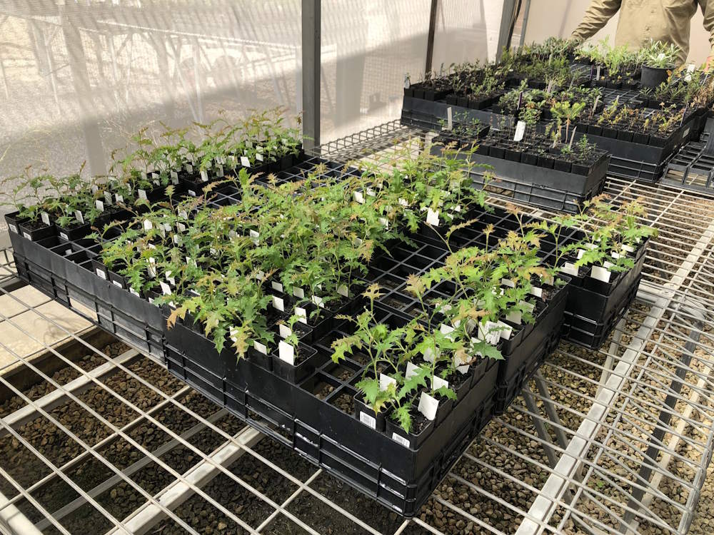 Mount Cole Grevillea seedlings at RGV Cranbourne Nursery