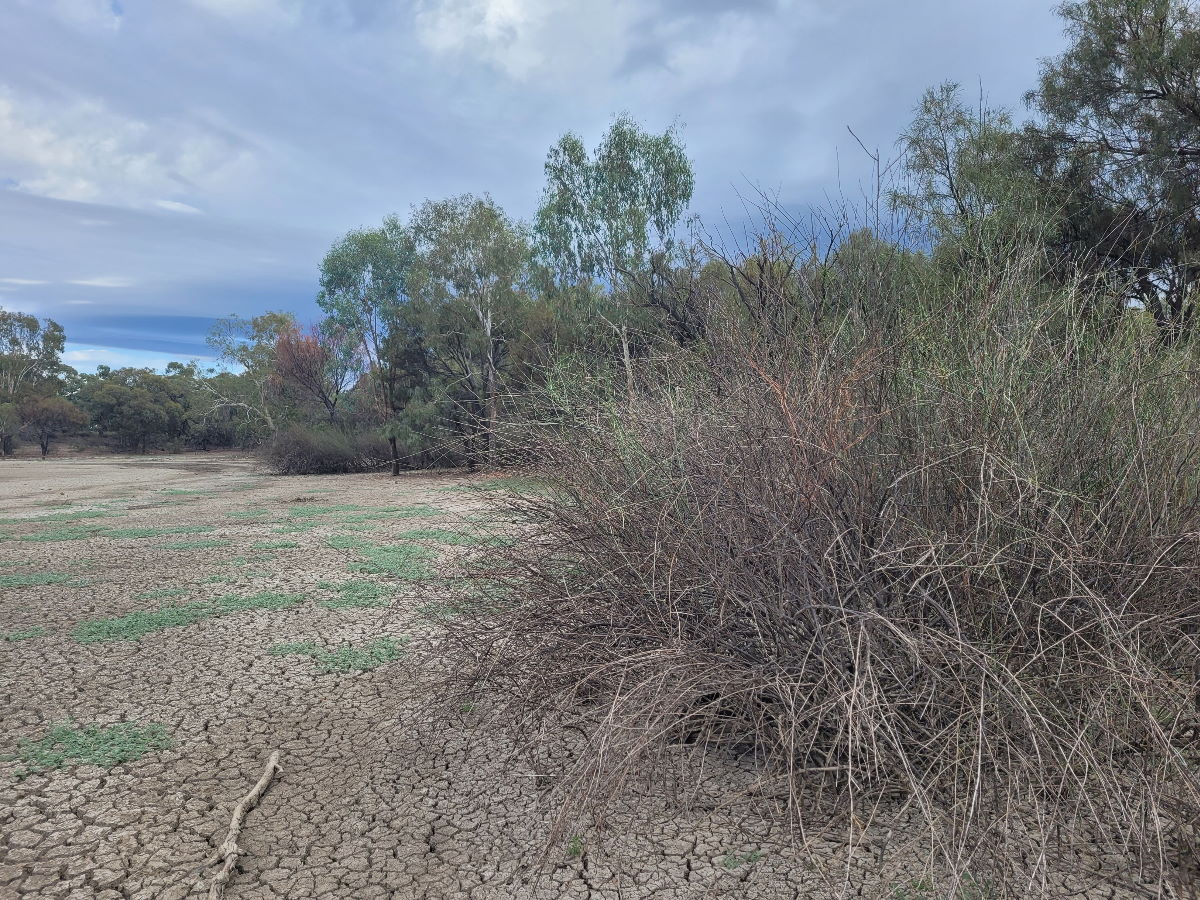 Lignum within floodplain habitat