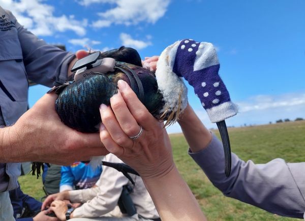 Straw-necked Ibis with GPS harness