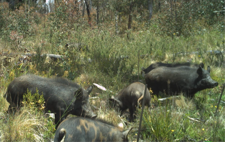 Feral pigs caught on a camera trap