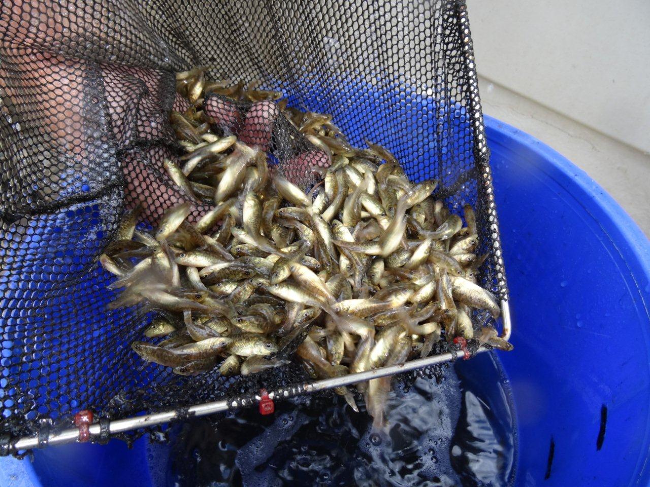 Macquarie Perch fingerlings being released