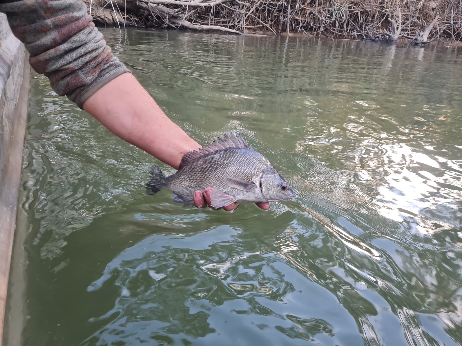 Silver Perch release