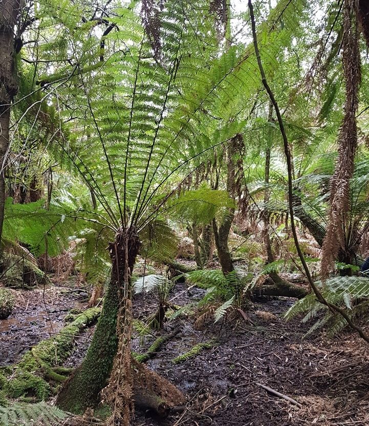 Cool Temperate Rainforest in the Dandenong Ranges
