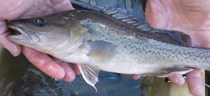 The threatened Trout Cod