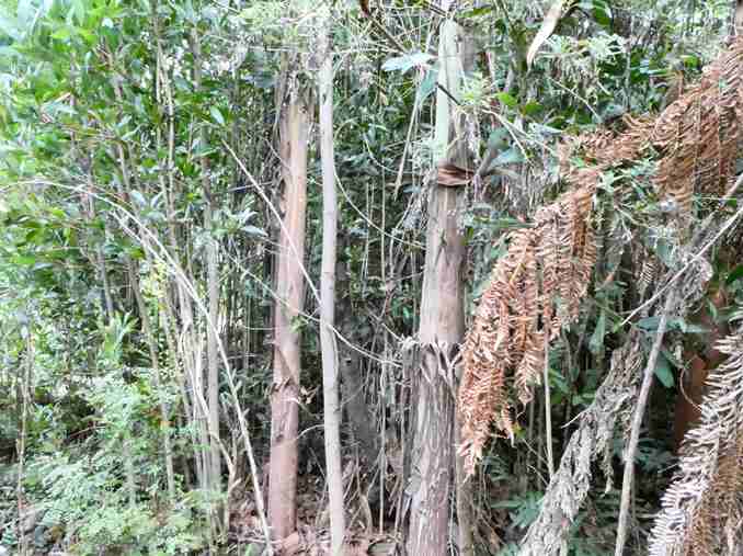 Regrowth after fire crowding into Cool Temperate Rainforest