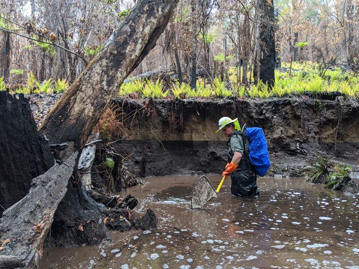 Looking for fish in a fire affected stream after the 2019-20 bushfires in Victoria