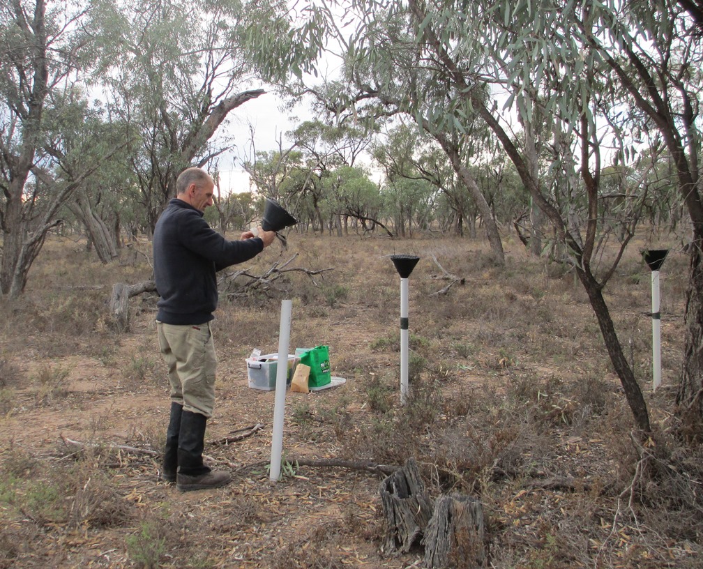 A seed trap used to monitor the health of Black Box woodlands