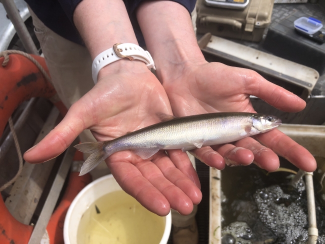 Australian Grayling