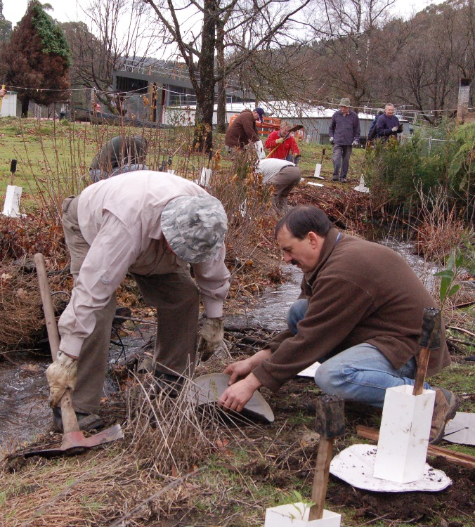 Community members replanting alongside a stream as part of the Native Fish Strategy