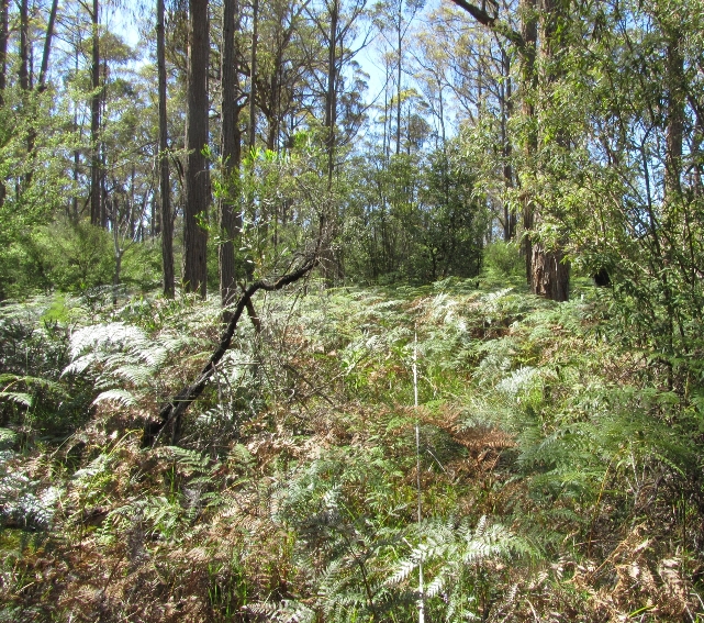 Lowland forest that has not been burnt for at least 40 years