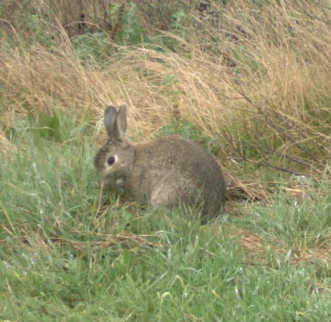 A feral rabbit